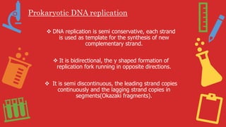 Prokaryotic DNA replication
 DNA replication is semi conservative, each strand
is used as template for the synthesis of new
complementary strand.
 It is bidirectional, the y shaped formation of
replication fork running in opposite directions.
 It is semi discontinuous, the leading strand copies
continuously and the lagging strand copies in
segments(Okazaki fragments).
 