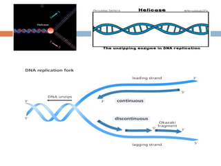 DNA replication | PPT