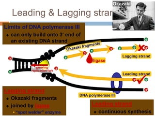 DNA replication | PPT