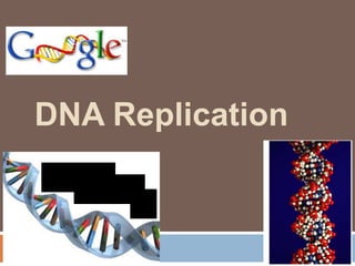 2007-2008
DNA Replication
 