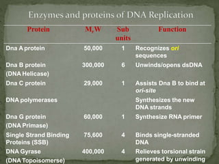 Protein Function Dna Graph dna_replication.pptx