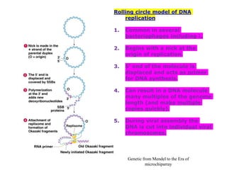 DNAreplication.pdf