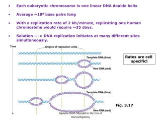 DNAreplication.pdf
