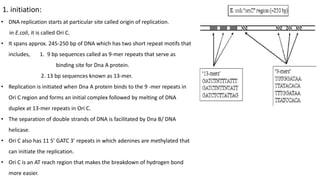 1. initiation:
• DNA replication starts at particular site called origin of replication.
in E.coli, it is called Ori C.
• It spans approx. 245-250 bp of DNA which has two short repeat motifs that
includes, 1. 9 bp sequences called as 9-mer repeats that serve as
binding site for Dna A protein.
2. 13 bp sequences known as 13-mer.
• Replication is initiated when Dna A protein binds to the 9 -mer repeats in
Ori C region and forms an initial complex followed by melting of DNA
duplex at 13-mer repeats in Ori C.
• The separation of double strands of DNA is facilitated by Dna B/ DNA
helicase.
• Ori C also has 11 5’ GATC 3’ repeats in which adenines are methylated that
can initiate the replication.
• Ori C is an AT reach region that makes the breakdown of hydrogen bond
more easier.
 