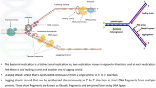 • The bacterial replication is a bidirectional replication so, two replication moves in opposite directions and at each replication
fork there is one leading strand and another one is lagging strand.
• Leading strand: strand that is synthesized continuously from a single primer in 5’ to 3’ direction.
• Lagging strand: strand that can be synthesized discontinuously in 3’ to 5’ direction as short DNA fragments from multiple
primers. These short fragments are known as Okazaki fragments and are joined later on by DNA ligase.
 