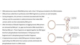 • DNA polymerase require RNA/DNA primer with a free 3’ OH group annealed to the DNA template.
• DNA primase called Dna G synthesizes short RNA fragments as primers on each template.
• During elongation, this primase is remained associated with the DNA
helicase and this association is called primosome that makes RNA
primers which are then extended by DNA pol III.
• After formation of Okazaki fragments on lagging strand, RNA primers
are removed by DNA pol I. so, gaps are formed in DNA strand that is
filled by DNA pol I. These fragments are ligated together by DNA ligase
that form phosphodiester bond between 3’ OH group of one
fragment and 5’-phosphate group of another fragment.
• A topoisomerase enzyme called DNA gyrase introduce negative
supercoiling into DNA which has nuclease activity and breaks the
phosphodiester bond in a DNA strand.
 
