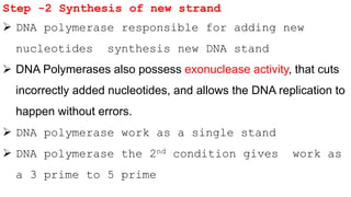 Step -2 Synthesis of new strand
 DNA polymerase responsible for adding new
nucleotides synthesis new DNA stand
 DNA Polymerases also possess exonuclease activity, that cuts
incorrectly added nucleotides, and allows the DNA replication to
happen without errors.
 DNA polymerase work as a single stand
 DNA polymerase the 2nd condition gives work as
a 3 prime to 5 prime
 