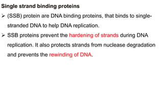 Single strand binding proteins
 (SSB) protein are DNA binding proteins, that binds to single-
stranded DNA to help DNA replication.
 SSB proteins prevent the hardening of strands during DNA
replication. It also protects strands from nuclease degradation
and prevents the rewinding of DNA.
 