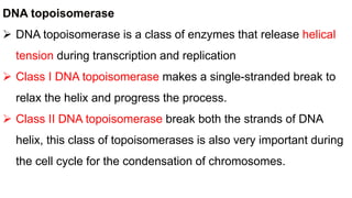 DNA topoisomerase
 DNA topoisomerase is a class of enzymes that release helical
tension during transcription and replication
 Class Ι DNA topoisomerase makes a single-stranded break to
relax the helix and progress the process.
 Class ΙΙ DNA topoisomerase break both the strands of DNA
helix, this class of topoisomerases is also very important during
the cell cycle for the condensation of chromosomes.
 