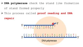  DNA polymerase check the stand like formation
of stand formed properly
 This process called proof reading and DNA
repair
 