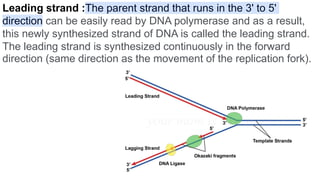 Leading strand :The parent strand that runs in the 3' to 5'
direction can be easily read by DNA polymerase and as a result,
this newly synthesized strand of DNA is called the leading strand.
The leading strand is synthesized continuously in the forward
direction (same direction as the movement of the replication fork).
 