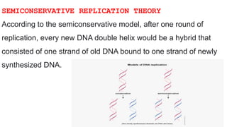 SEMICONSERVATIVE REPLICATION THEORY
According to the semiconservative model, after one round of
replication, every new DNA double helix would be a hybrid that
consisted of one strand of old DNA bound to one strand of newly
synthesized DNA.
 