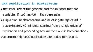 DNA Replication in Prokaryotes
the small size of the genome and the mutants that are
available. E. coli has 4.6 million base pairs
single circular chromosome and all of it gets replicated in
approximately 42 minutes, starting from a single origin of
replication and proceeding around the circle in both directions.
approximately 1000 nucleotides are added per second.
 