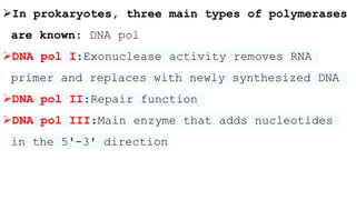 In prokaryotes, three main types of polymerases
are known: DNA pol
DNA pol I:Exonuclease activity removes RNA
primer and replaces with newly synthesized DNA
DNA pol II:Repair function
DNA pol III:Main enzyme that adds nucleotides
in the 5'-3' direction
 