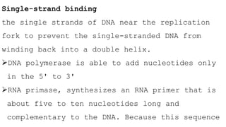 Single-strand binding
the single strands of DNA near the replication
fork to prevent the single-stranded DNA from
winding back into a double helix.
DNA polymerase is able to add nucleotides only
in the 5' to 3'
RNA primase, synthesizes an RNA primer that is
about five to ten nucleotides long and
complementary to the DNA. Because this sequence
 