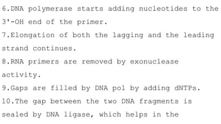 6.DNA polymerase starts adding nucleotides to the
3'-OH end of the primer.
7.Elongation of both the lagging and the leading
strand continues.
8.RNA primers are removed by exonuclease
activity.
9.Gaps are filled by DNA pol by adding dNTPs.
10.The gap between the two DNA fragments is
sealed by DNA ligase, which helps in the
 