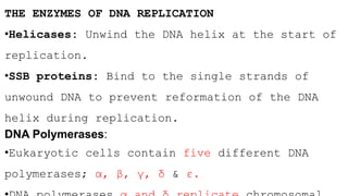 THE ENZYMES OF DNA REPLICATION
•Helicases: Unwind the DNA helix at the start of
replication.
•SSB proteins: Bind to the single strands of
unwound DNA to prevent reformation of the DNA
helix during replication.
DNA Polymerases:
•Eukaryotic cells contain five different DNA
polymerases; α, β, γ, δ & ε.
 