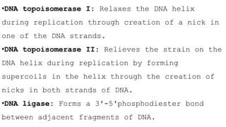 •DNA topoisomerase I: Relaxes the DNA helix
during replication through creation of a nick in
one of the DNA strands.
•DNA topoisomerase II: Relieves the strain on the
DNA helix during replication by forming
supercoils in the helix through the creation of
nicks in both strands of DNA.
•DNA ligase: Forms a 3′-5′phosphodiester bond
between adjacent fragments of DNA.
 