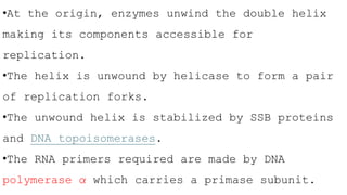 •At the origin, enzymes unwind the double helix
making its components accessible for
replication.
•The helix is unwound by helicase to form a pair
of replication forks.
•The unwound helix is stabilized by SSB proteins
and DNA topoisomerases.
•The RNA primers required are made by DNA
polymerase α which carries a primase subunit.
 