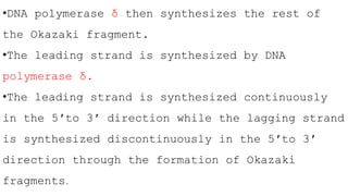 •DNA polymerase δ then synthesizes the rest of
the Okazaki fragment.
•The leading strand is synthesized by DNA
polymerase δ.
•The leading strand is synthesized continuously
in the 5′to 3′ direction while the lagging strand
is synthesized discontinuously in the 5′to 3′
direction through the formation of Okazaki
fragments.
 