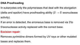DNA Proofreading
In eukaryotes only the polymerases that deal with the elongation
(delta and epsilon) have proofreading ability (3’ → 5’ exonuclease
activity).
If an error is detected, the erroneous base is removed via 3′to
5′exonuclease activity replaced with the correct base.
Excision repair:
Removes pyrimidine dimers formed by UV rays or other mutated
bases and replaces them.
 