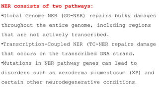 NER consists of two pathways:
•Global Genome NER (GG-NER) repairs bulky damages
throughout the entire genome, including regions
that are not actively transcribed.
•Transcription-Coupled NER (TC-NER repairs damage
that occurs on the transcribed DNA strand.
•Mutations in NER pathway genes can lead to
disorders such as xeroderma pigmentosum (XP) and
certain other neurodegenerative conditions.
 