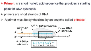  Primer: is a short nucleic acid sequence that provides a starting
point for DNA synthesis.
 primers are short strands of RNA.
 A primer must be synthesized by an enzyme called primase,
 