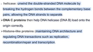  helicase: unwind the double-stranded DNA molecule by
breaking the hydrogen bonds between the complementary base
pairs, allowing the DNA strands to separate.
DNA C proteins then help DNA helicase (DNA B) load onto the
origin correctly.
Histone-like proteins (maintaining DNA architecture and
regulating DNA transactions such as replication,
recombination/repair and transcription.
 