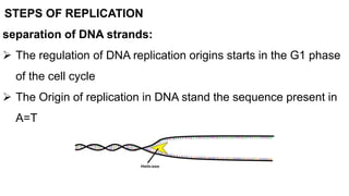 STEPS OF REPLICATION
separation of DNA strands:
 The regulation of DNA replication origins starts in the G1 phase
of the cell cycle
 The Origin of replication in DNA stand the sequence present in
A=T
 