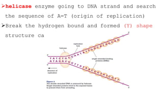 helicase enzyme going to DNA strand and search
the sequence of A=T (origin of replication)
Break the hydrogen bound and formed (Y) shape
structure called replication fork
 