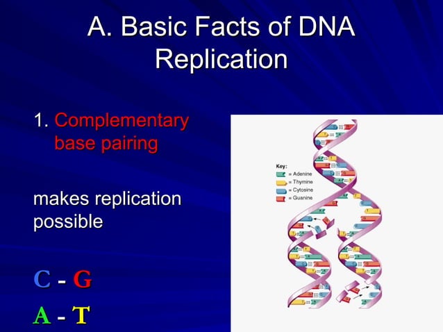 Relication process in DNA double helical | PPT