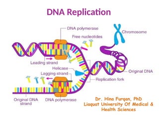 DNA Replication, Dr Hina PhD, LUMHS Jamshoro | PPTX