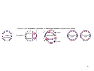 Mechanism of DNA Replication in Eukaryotes | PPT