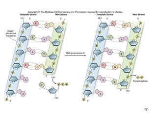 Mechanism of DNA Replication in Eukaryotes | PPT