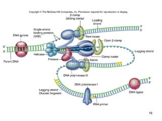 Mechanism of DNA Replication in Eukaryotes | PPT