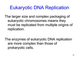Mechanism of DNA Replication in Eukaryotes | PPT