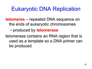 Mechanism of DNA Replication in Eukaryotes | PPT