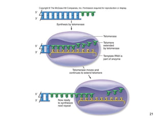 Mechanism of DNA Replication in Eukaryotes | PPT