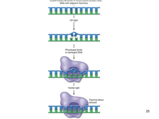 Mechanism of DNA Replication in Eukaryotes | PPT