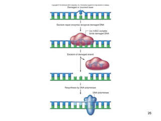 Mechanism of DNA Replication in Eukaryotes | PPT
