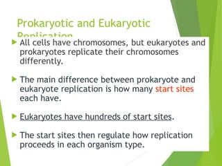 DNA Replication in eukaryotes and prokaryotes | PPT
