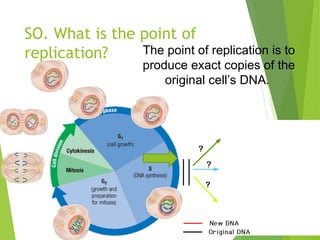 DNA Replication in eukaryotes and prokaryotes | PPT