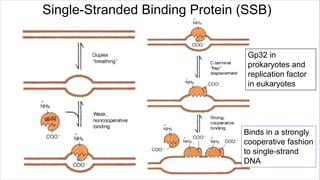 dna replication.pdf hbdvjh,bkjhsjkbsjb,cbs,b | PDF