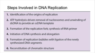 dna replication.pdf hbdvjh,bkjhsjkbsjb,cbs,b | PDF