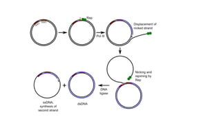 DNA Replication Bidirectional and Rolling circle modes of replication.pptx