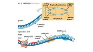 DNA Replication Bidirectional and Rolling circle modes of replication.pptx