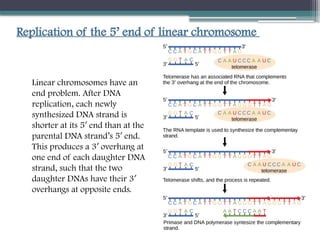 deoxyribonucleic acid replication presentation.pptx