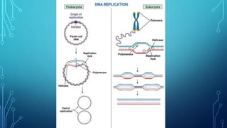 DNA replication KEY CONCEPT SEMI-CONSERVATIVE MODEL FIDELITY OF ...