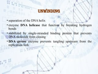 DNA replication.pptx Process by which DNA makes a copy of itself during ...
