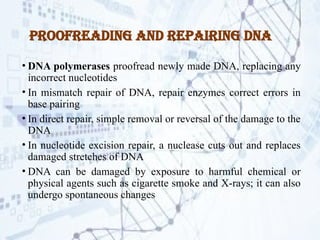 DNA replication.pptx Process by which DNA makes a copy of itself during ...